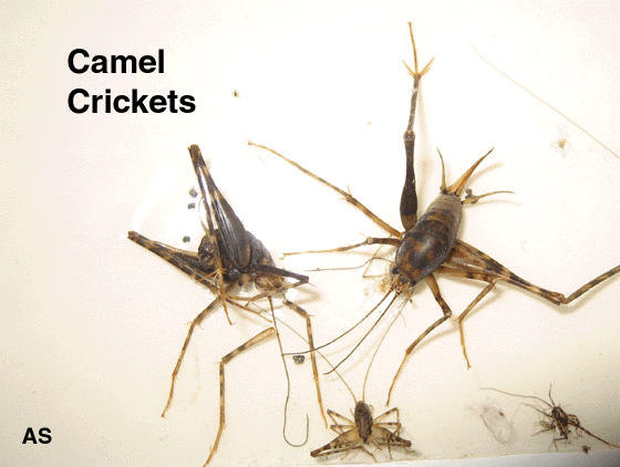 Camel Crickets