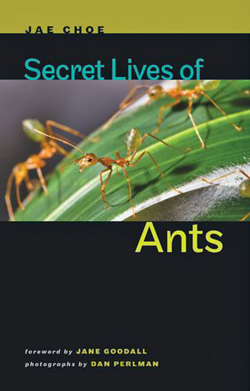Book - Secret Lives of Ants