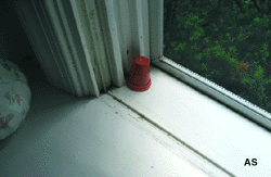 Ant Trap in Place