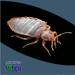 Bed Bug
