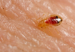 Bed Bug Feeding