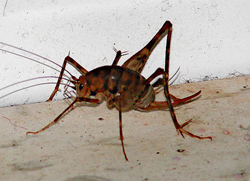 Camel Cricket