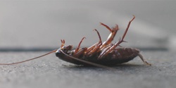 Dead Cockroach