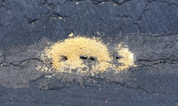Driveway Ants