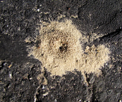 Pavement Ant Mound