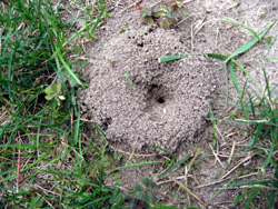 Yard Ant Mound