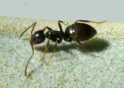 Odorous House Ant