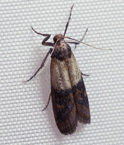 Pantry Moth