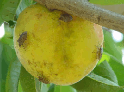 Stink Bugs Swarming on a Peach