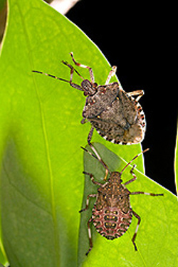 Stink Bugs