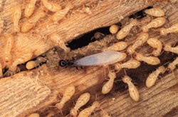 Worker Termites