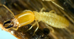 Soldier Termite