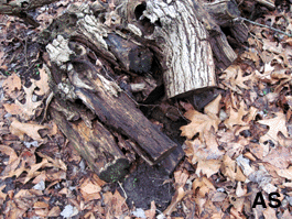 Fire Wood on Ground
